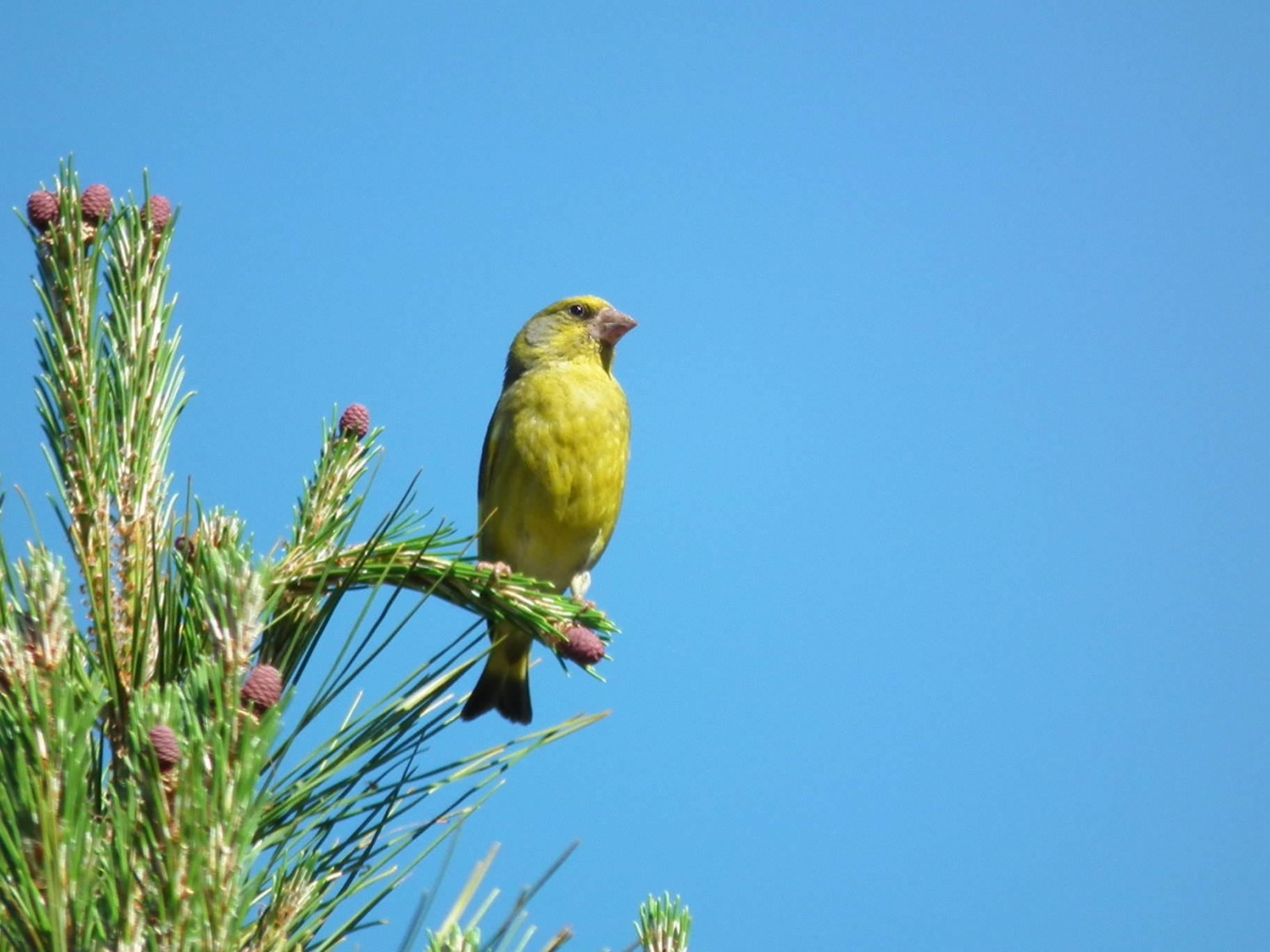 Singing Greenfich, Bird | Green | Songbird | Sky | Europe | Yellow