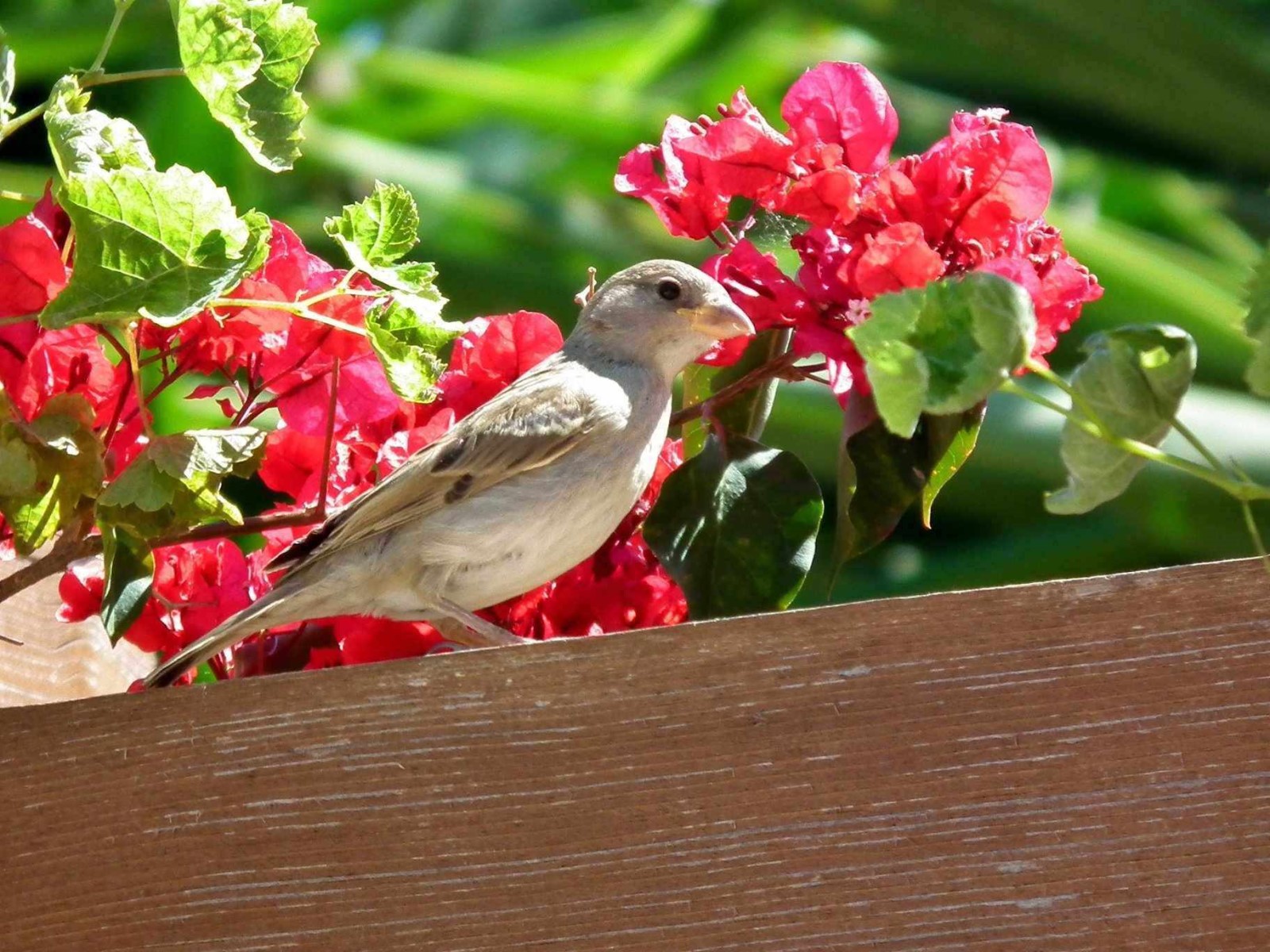 Sparrow, Bird | Fly | Brown | Plant | Pink | Nature