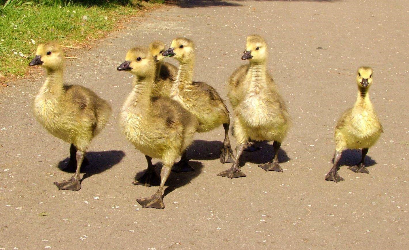 Young Canadian Geese, Geese | Baby | Fly | Yellow | Bird | Nature