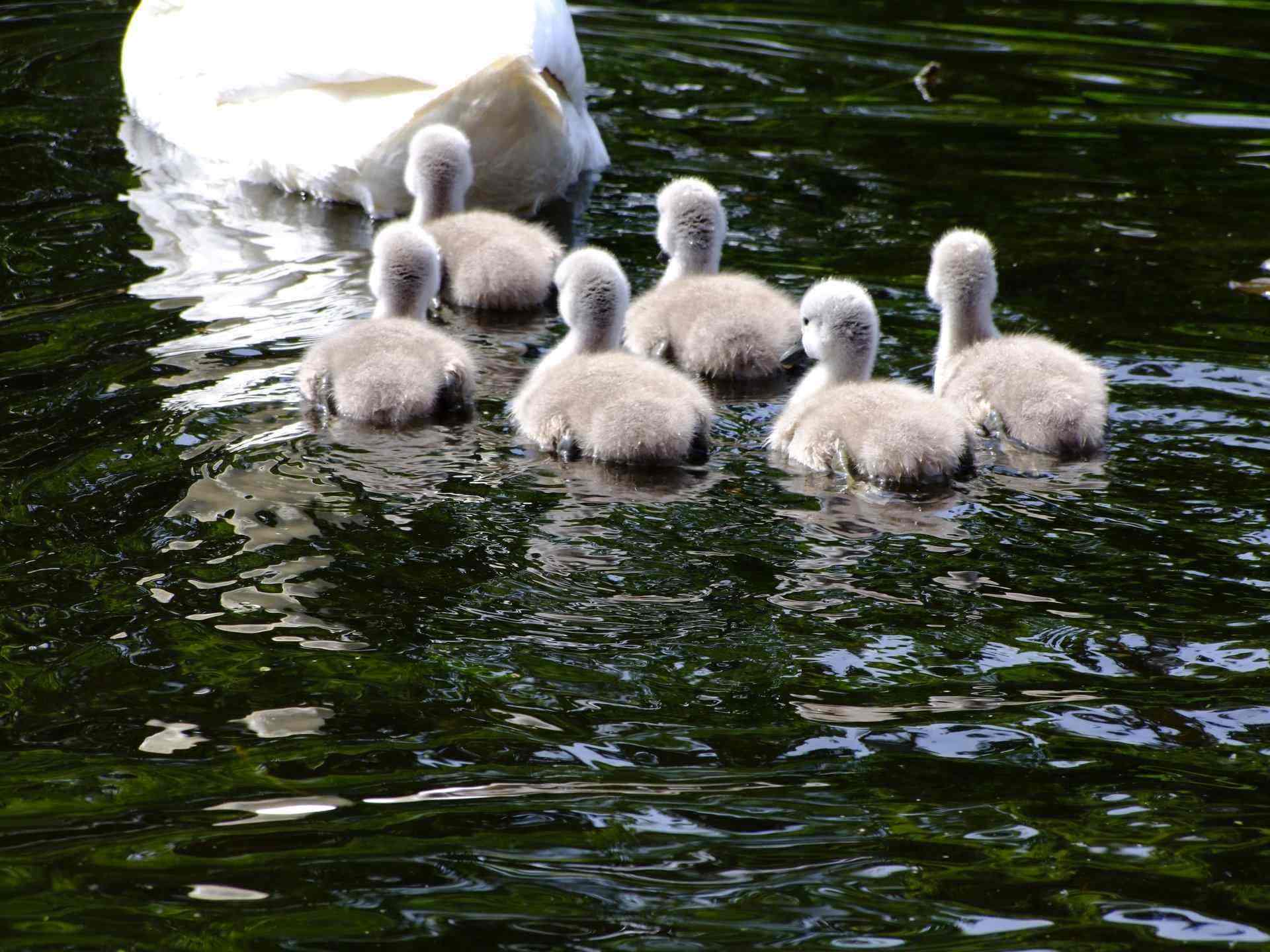 Cygnets - Birds, Swan | Young | Baby | Water | Swim