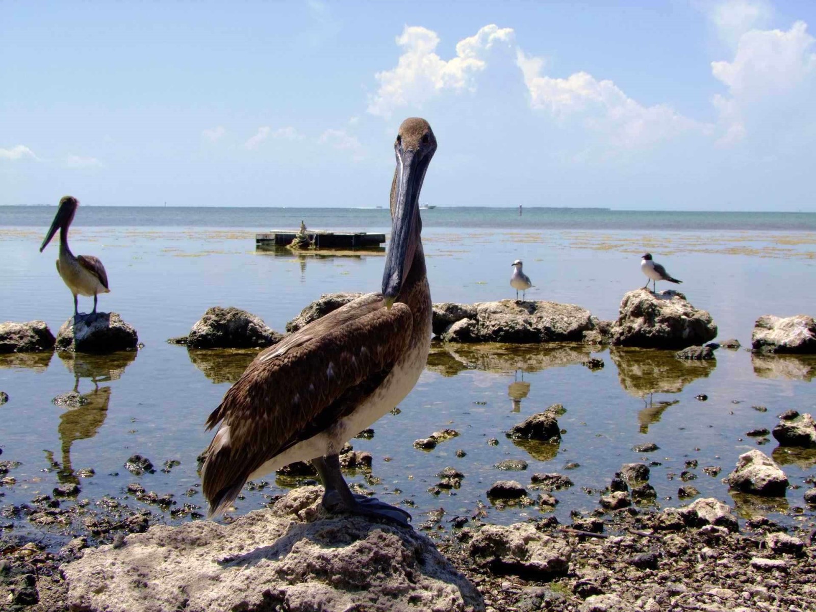 Pelican, Bird | Fly | Brown | Florida | Water | Everglades