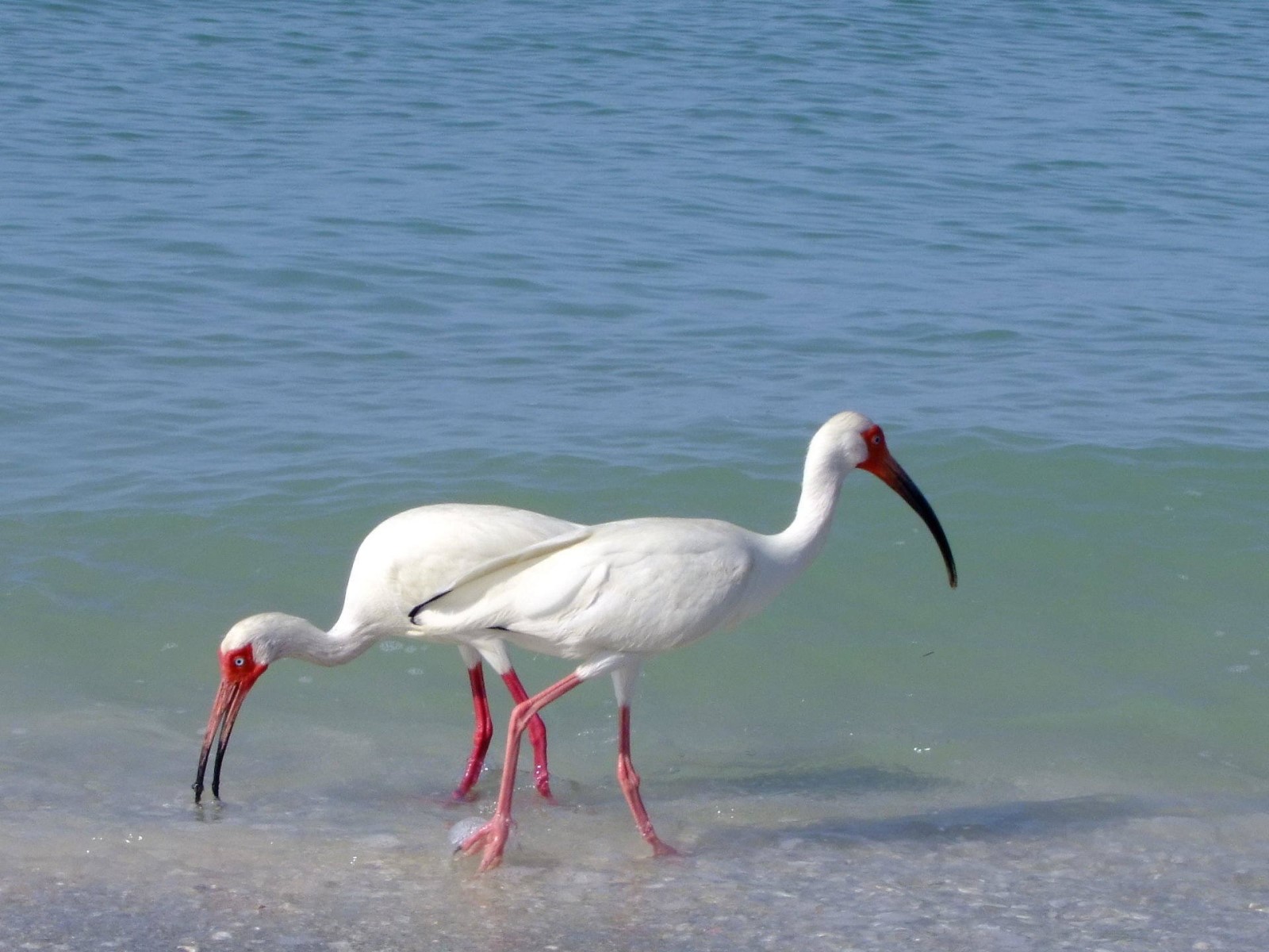 Feeding Ibis, White | Bird | Ibis | Sea | Florida | Feed