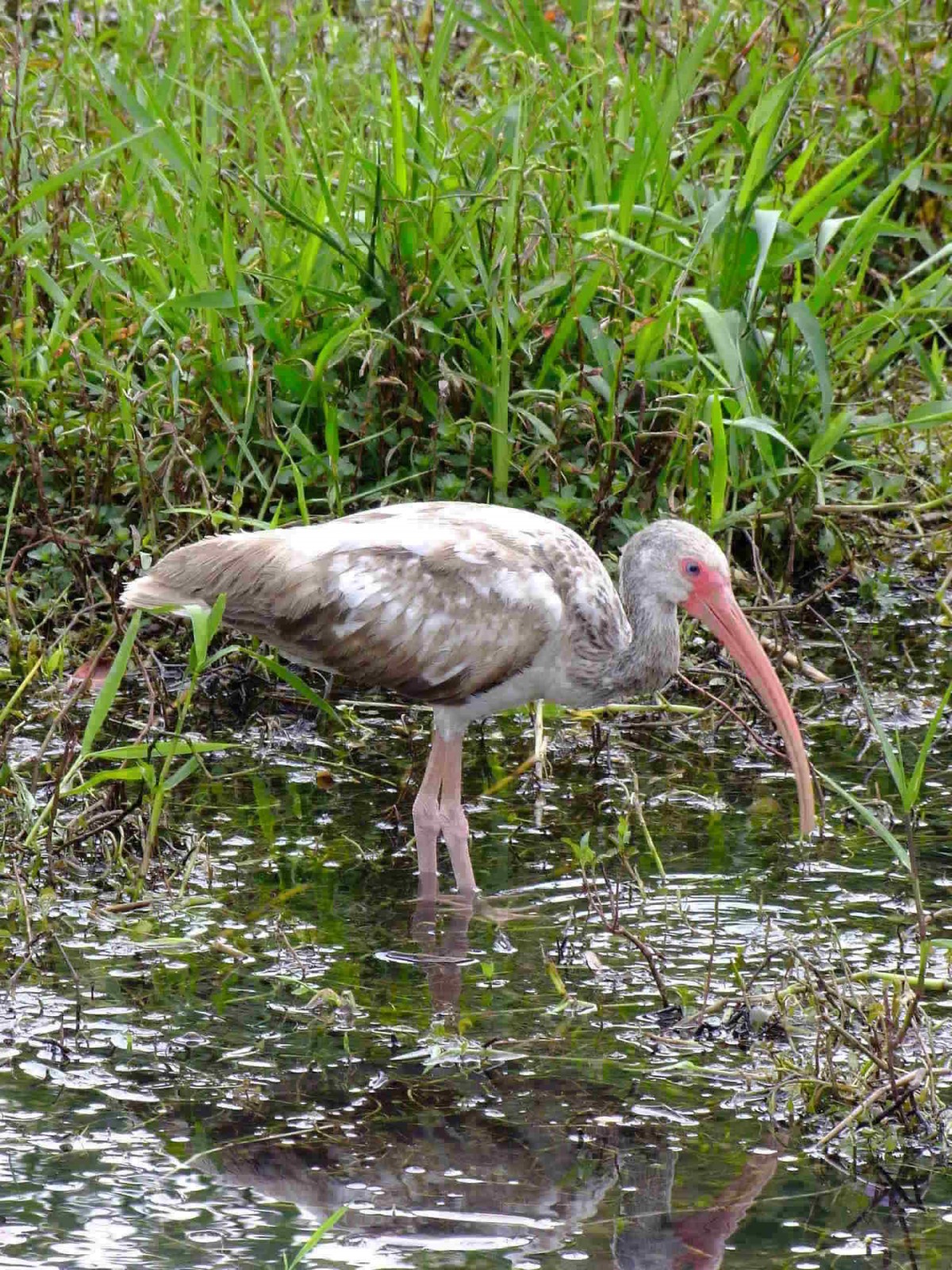 Immature White Ibis, White | Bird | Ibis | Everglades | Nature | Water | USA