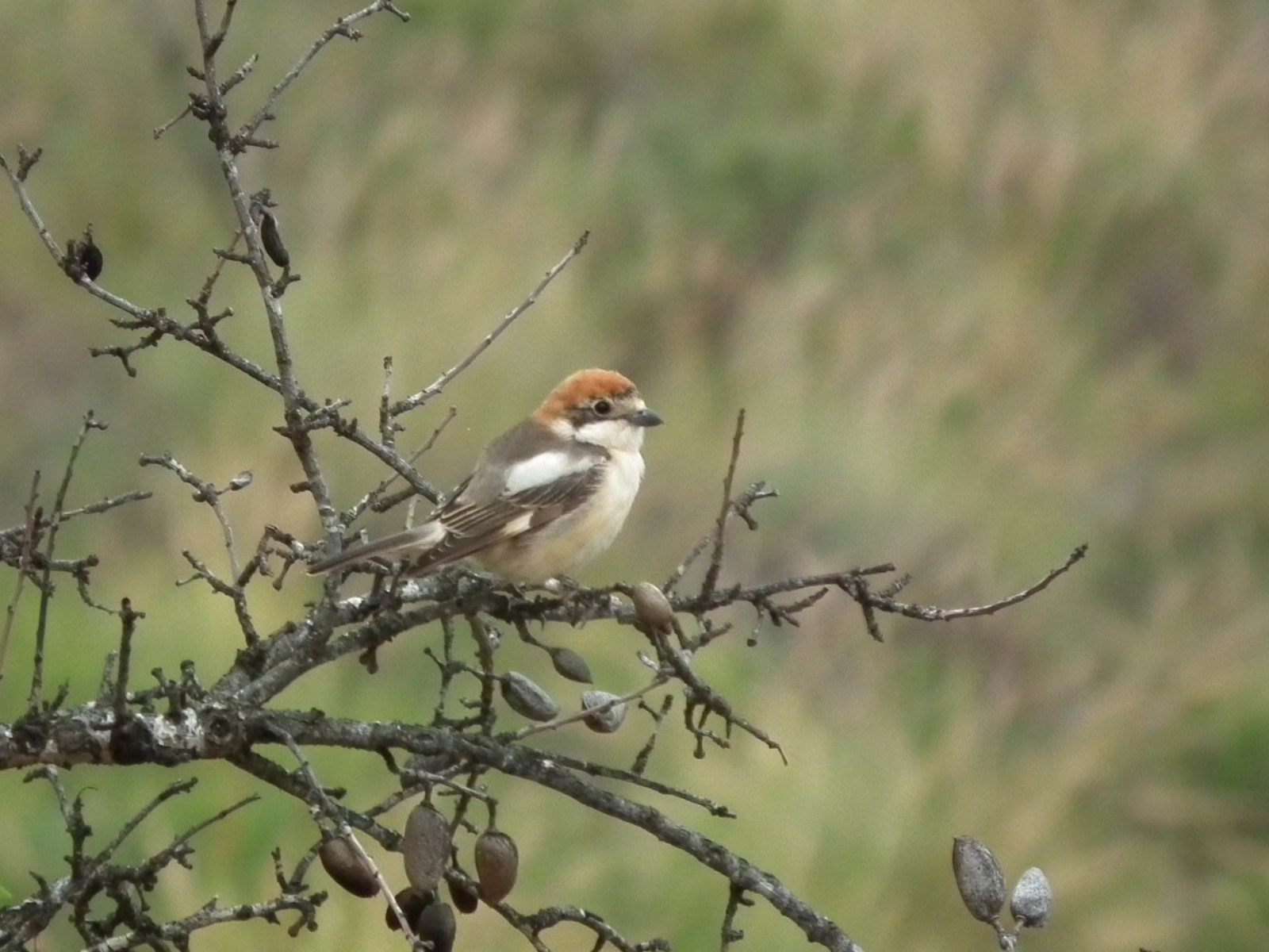 Woodchat Shrike, Bird | Tree | Nature | White | Winged | Shrike