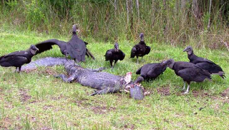 Black Vultures - Birds, Grass | Vulture | Crocodile | Bird | Florida | Prey | Alligator