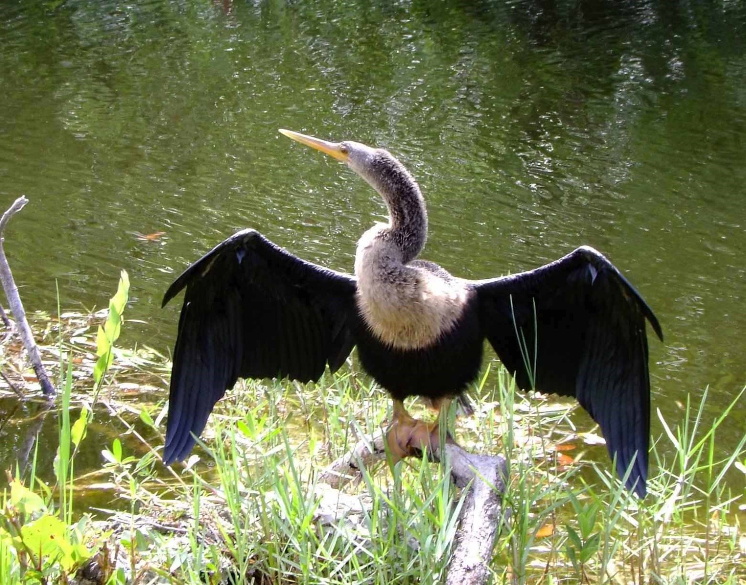 Anhinga, Bird | Wing | Water | Everglades | Nature | Brown