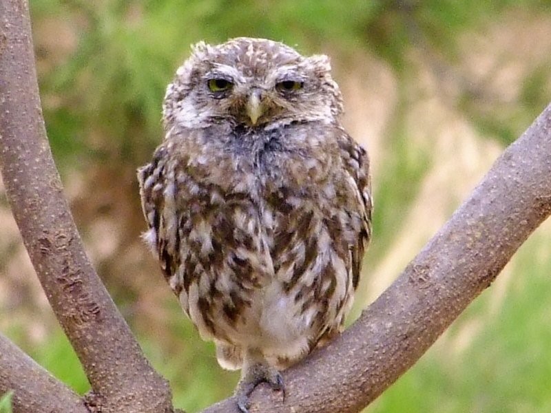 Little Owl, Owl | Bird | Feather | Tree | Brown | Fly | Eyes