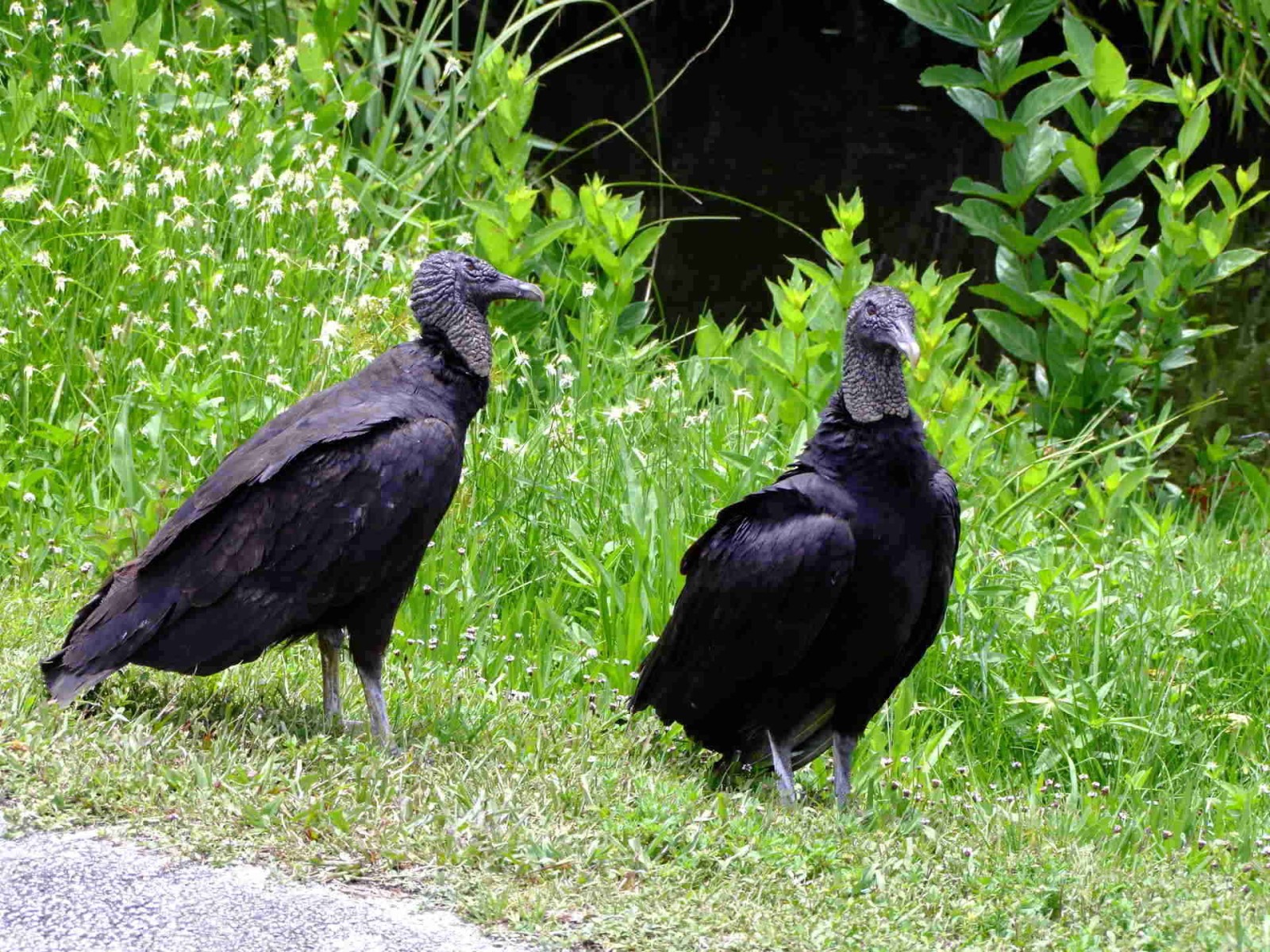 Black Vulture, Bird | Vulture | Black | Florida | Nature