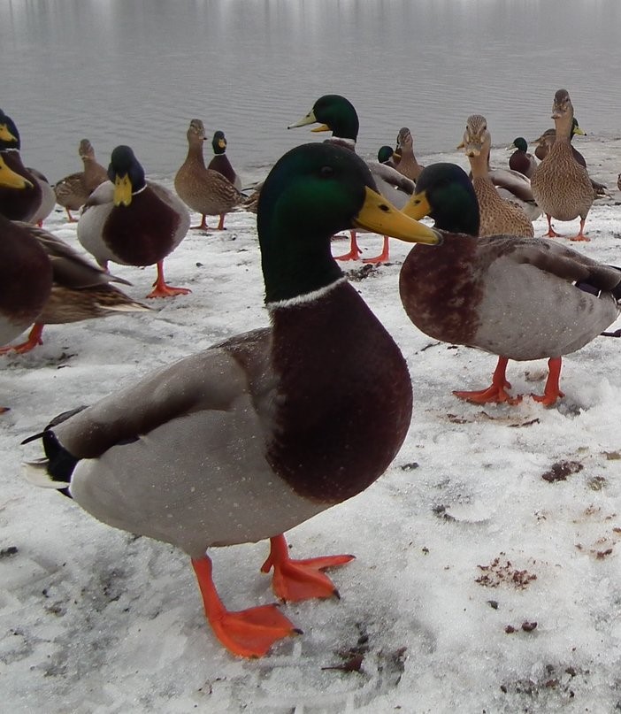 Mallards, Coniston Water, Bird | Water | Snow | Winter | Ice | Ducks