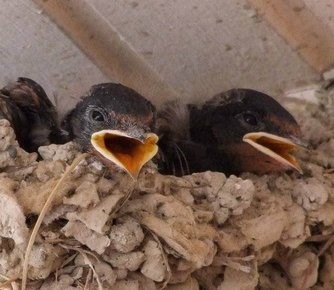 Baby Swallows, Europe | Bird | Baby | Fly | Nest