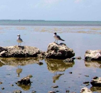 Pelican, Bird | Fly | Brown | Florida | Water | Everglades