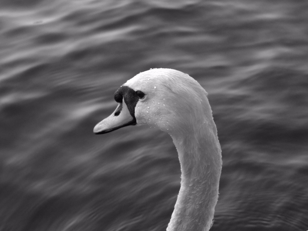 Beauty Of A Swan, Bird | Black and White | Fly | Eye | Swan | Feather | White