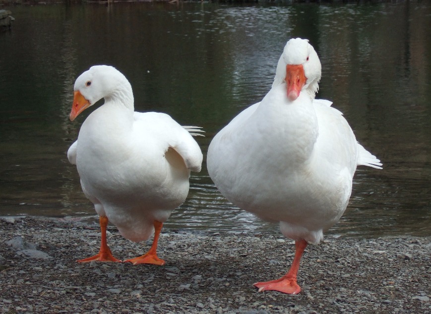 American Pekin Duck, Bird | Duck | Beak | Eye | Feather | White | Orange | Water