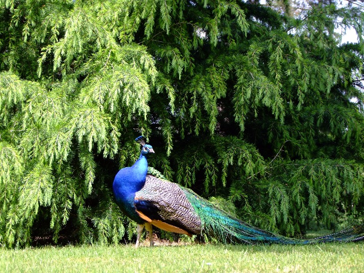 Beautiful Peacock, Bird | Feather | Blue | Winged | Eye | Green | Leg | Grass | Peacock