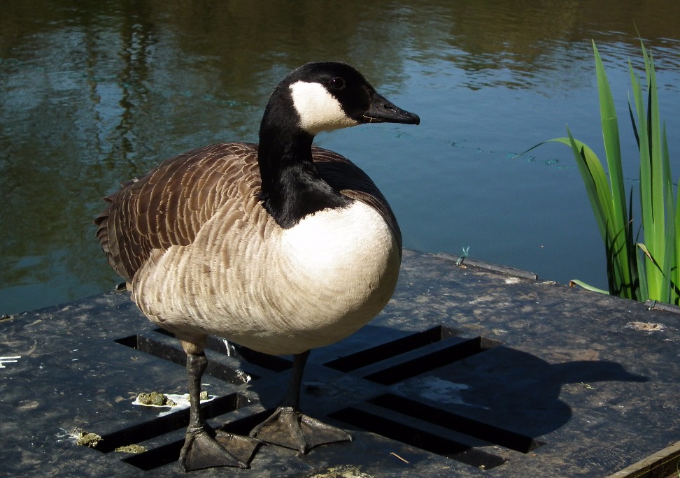 Canadian Goose, Goose | Bird | Water | Grass | Feather | Feet | Winged