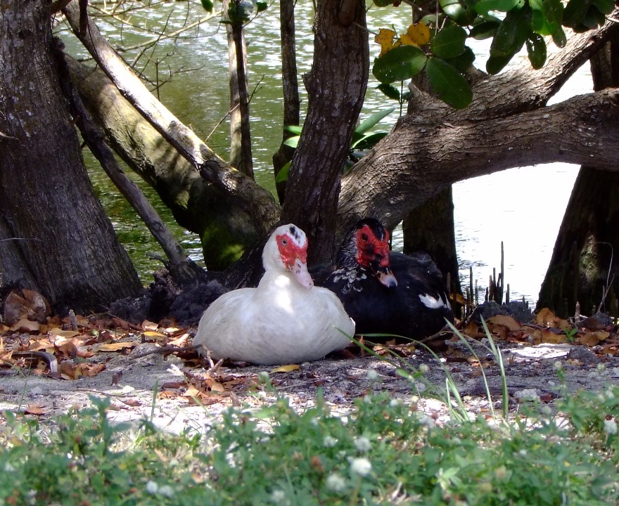 Muscovy Ducks, Duck | Bird | Black | White | Red | Beak | Tree | Feather