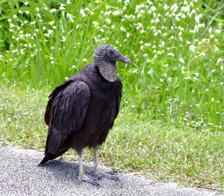 Black Vulture, Vulture | Black | Bird | Wing | Winged | Eye | Grass