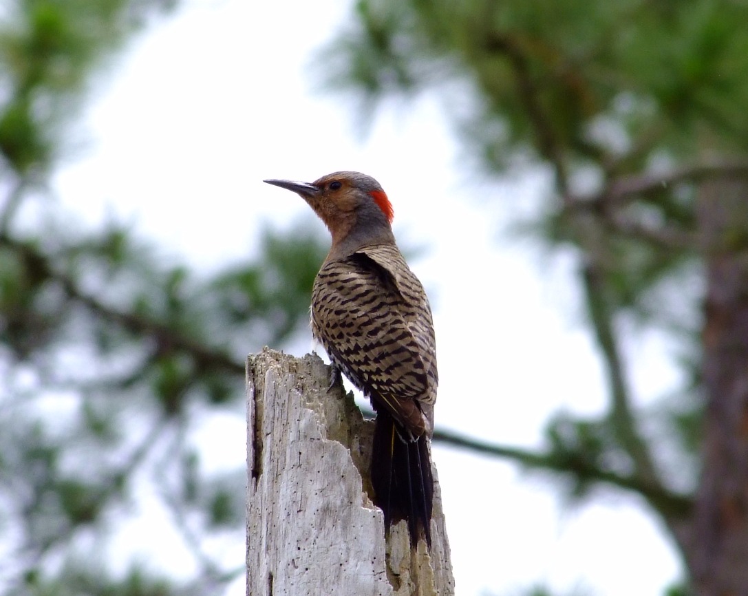 Northern Flicker, Bird | Red | Fly | Wing | Winged | Tree | Black and White | Northern Flicker | Wood | Flight