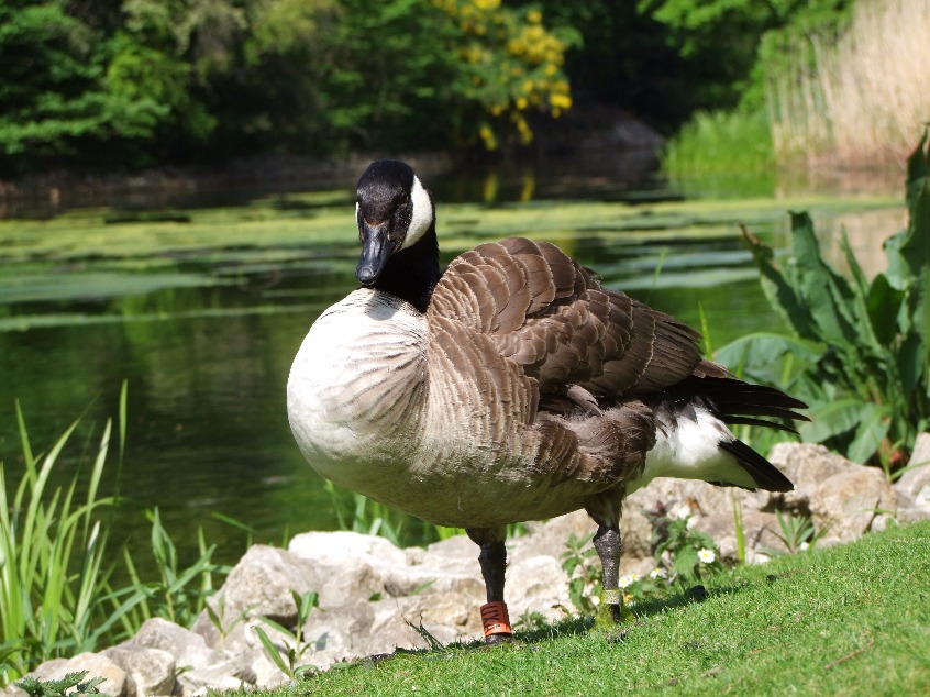 Canadian Goose, Goose | Geese | River | Bird | Water | Black and White | Black | Feather