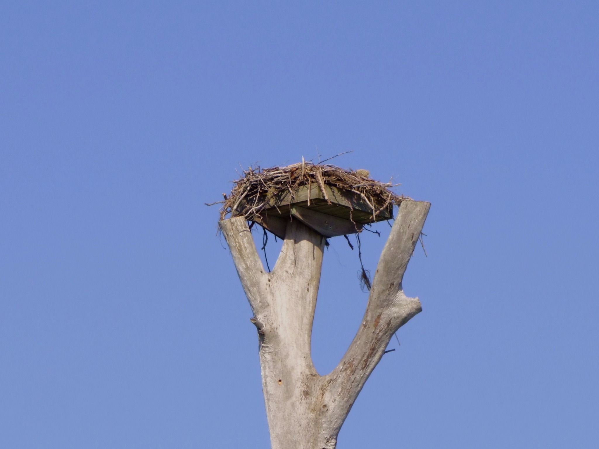 Osprey's Nest, Osprey | Bird | Wing | Winged | Nest | Wood | Sky | Blue | Eye