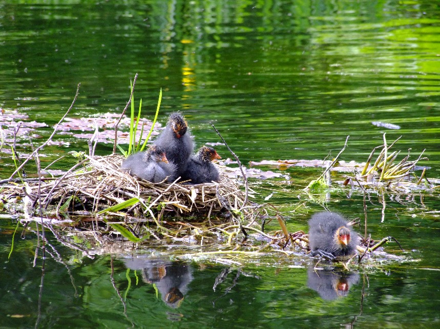 Coot Chicks, Bird | Chick | Water | Grass | Nest | River | Nature | Young