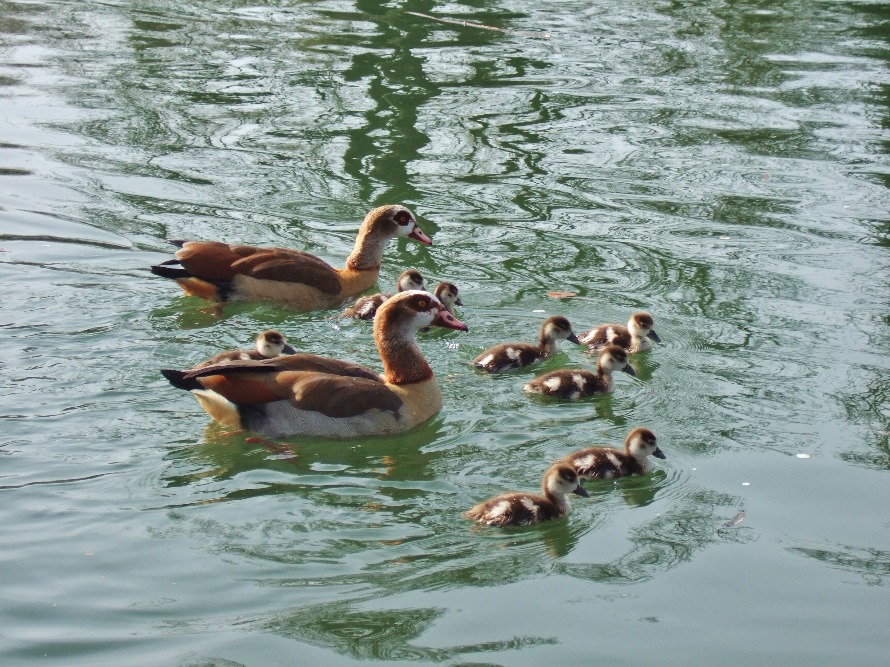 Egyptian Goose Family, Bird | Water | River | Wing | Winged | Young | Swim | Goose