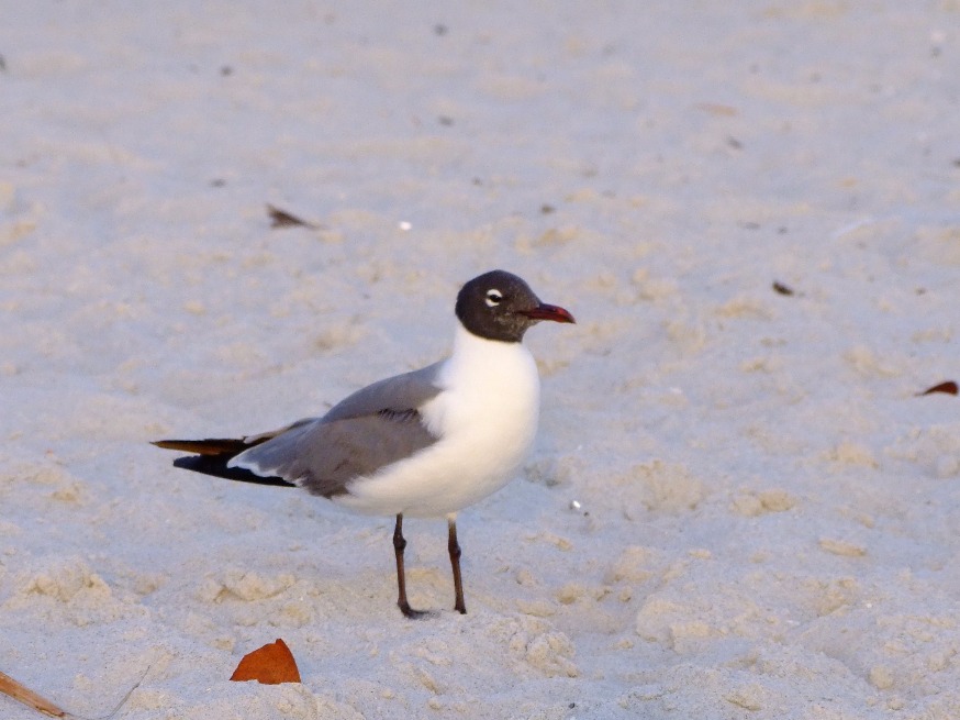Laughing Gull, Bird | Sea | Wing | Winged | Feather | Beach | Sand