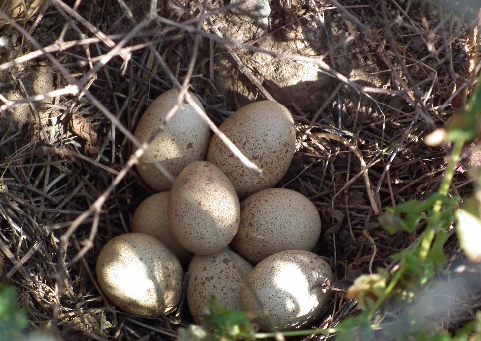 Red Legged Partridge Eggs, Egg | Nest | Bird | Birth | Countryside | Nature | Food | Red | Grass