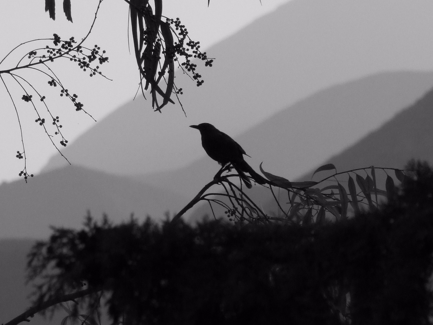 Dawn Chorus - Birds, Bird | Morning | Nature | Black and White | Tree | Garden | Fly | Wing | Winged
