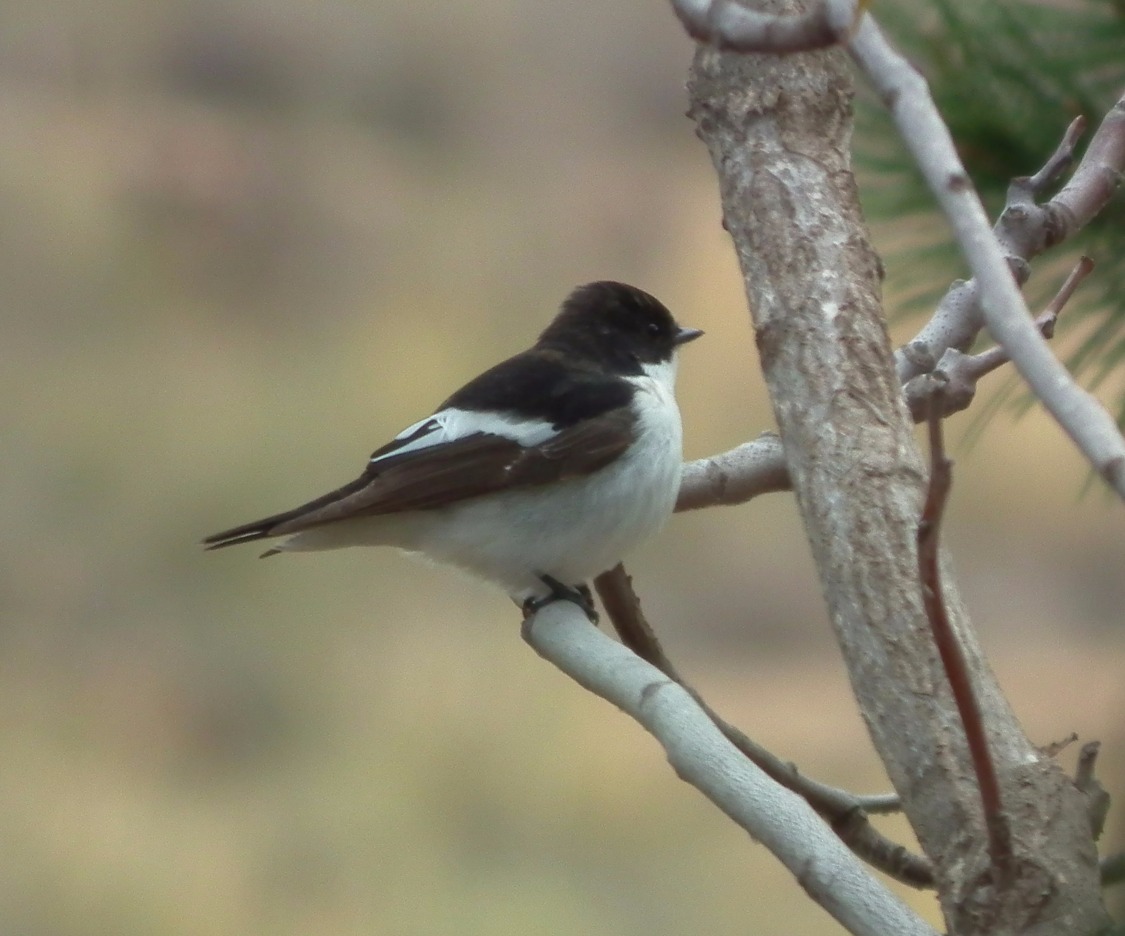 European Pied Flycatcher, Bird | Black | Black and White | Nature | Wing | Winged | Tree | Europe | Fly