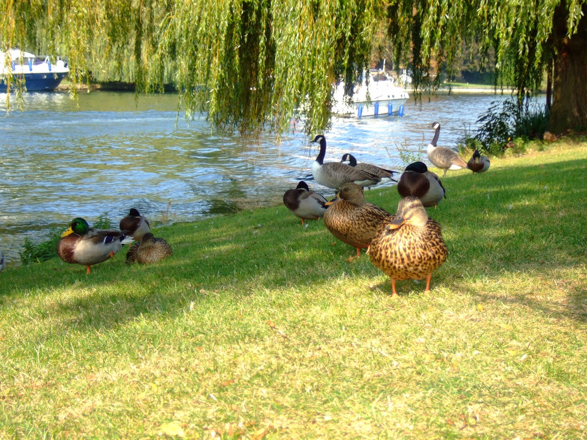 Relaxing By The Thames, Duck | Geese | Bird | Water | London | River | Grass | Boat | Tree