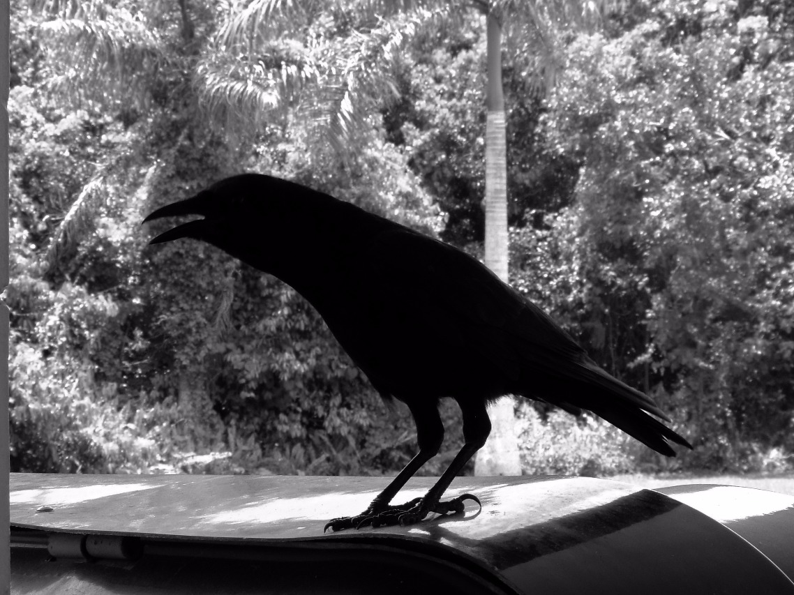 Crow, Bird | Birds | Black | Black and White | Beak | Feather | Fly | Flight | Tree | Eye | Feet | Nature