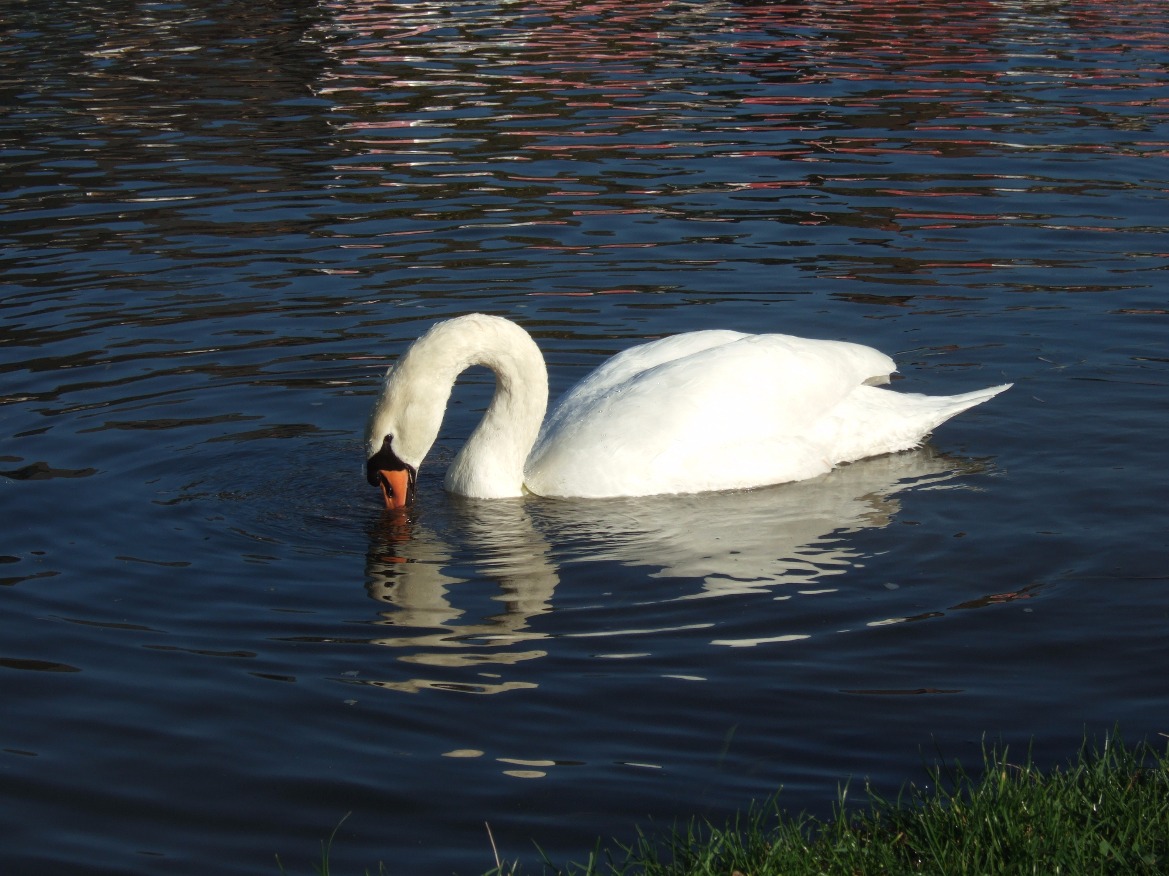Reflections On The River, Swan | Bird | Birds | Water | River | Wing | Winged | White | Beak | Beauty