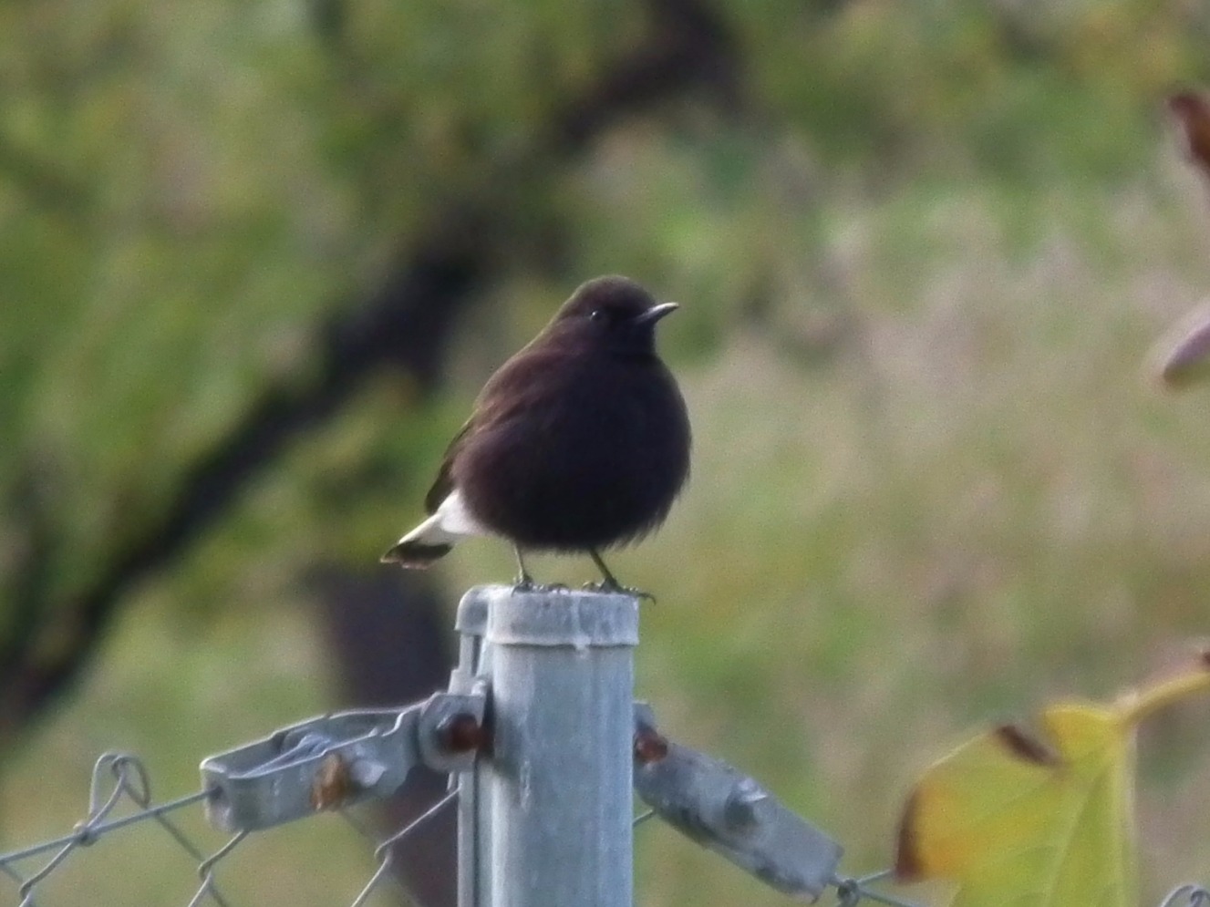 Black Wheatear - Birds, Bird | Birds | Black | Black and White | Wing | Winged | Beak | Feather | Countryside