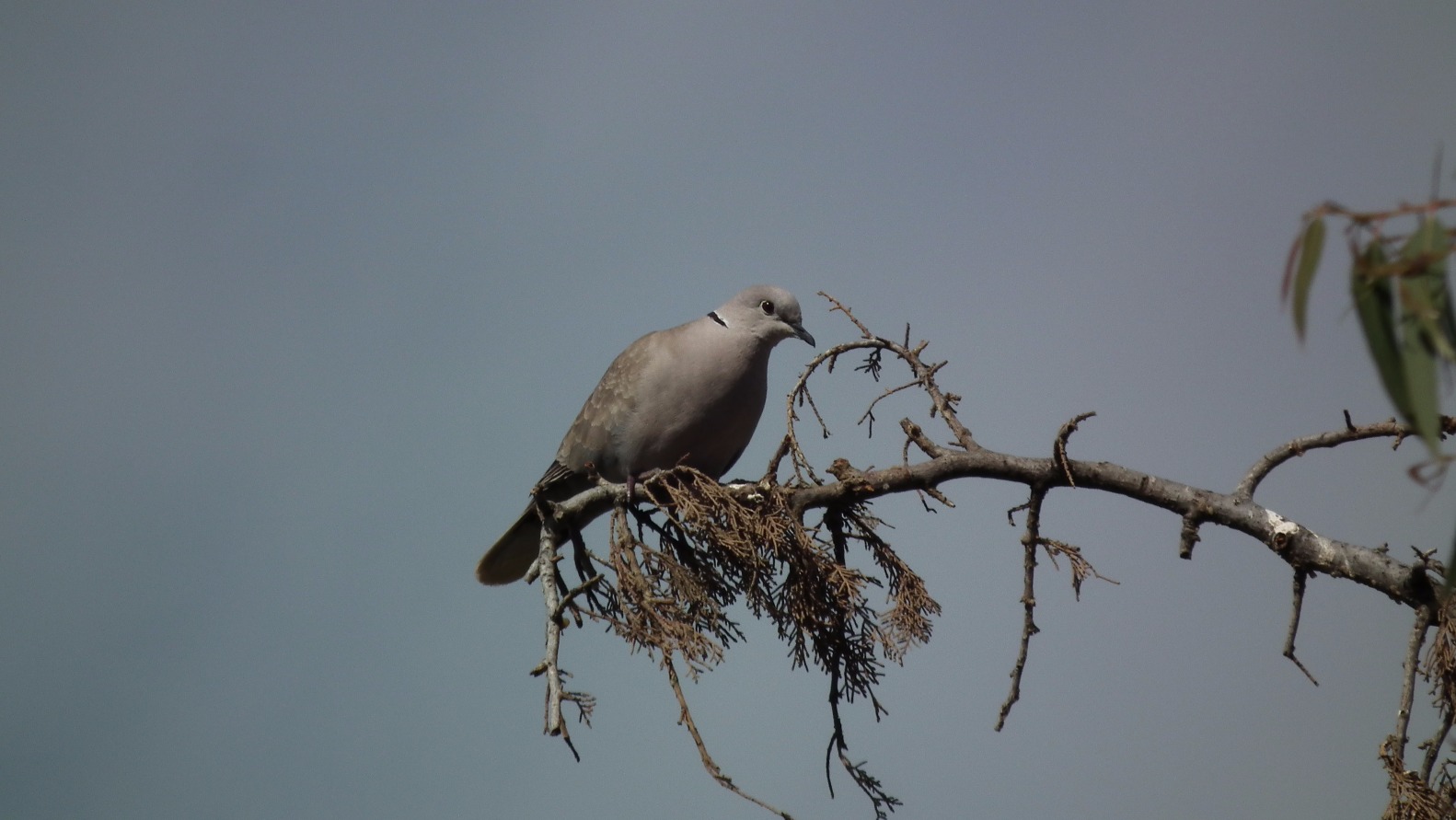 Ring Necked Dove - Birds, Wildlife | Wing | Winged | Wild | Bird | Birds | Dove | Eye | Eyes | Young