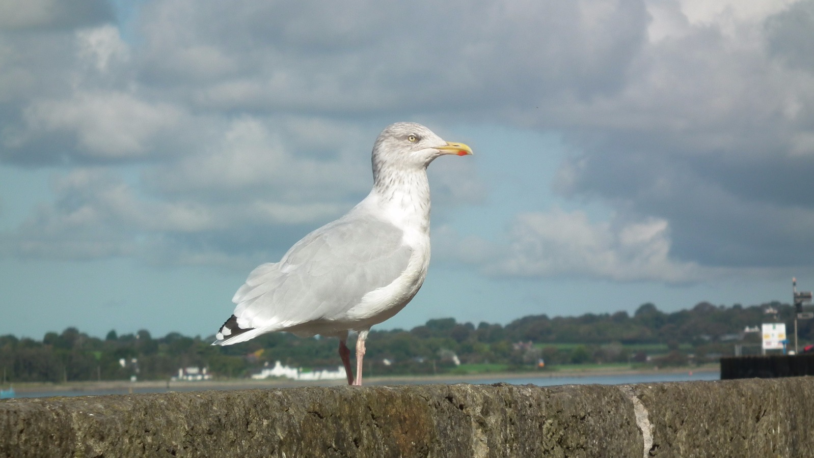 Seagull, Bird | Birds | Sea | Gull | Wing | Winged | Eye | Eyes | Feather | Wales | Walls | Beach