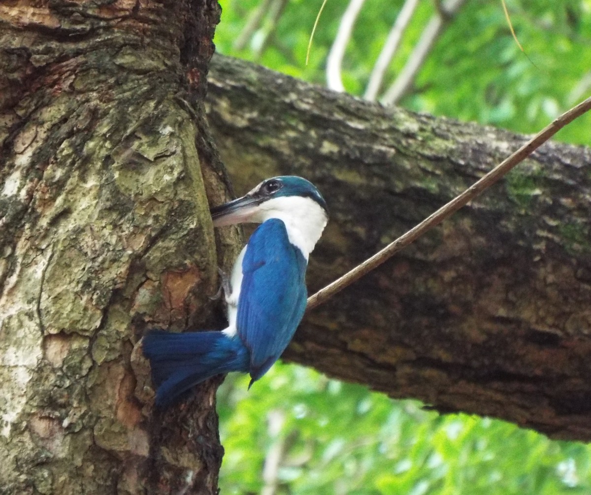 Collared Kingfisher, Bird | Birds | Blue | White | Green | Leaves | Kingfisher | Nature | Fly | Feather | Photography