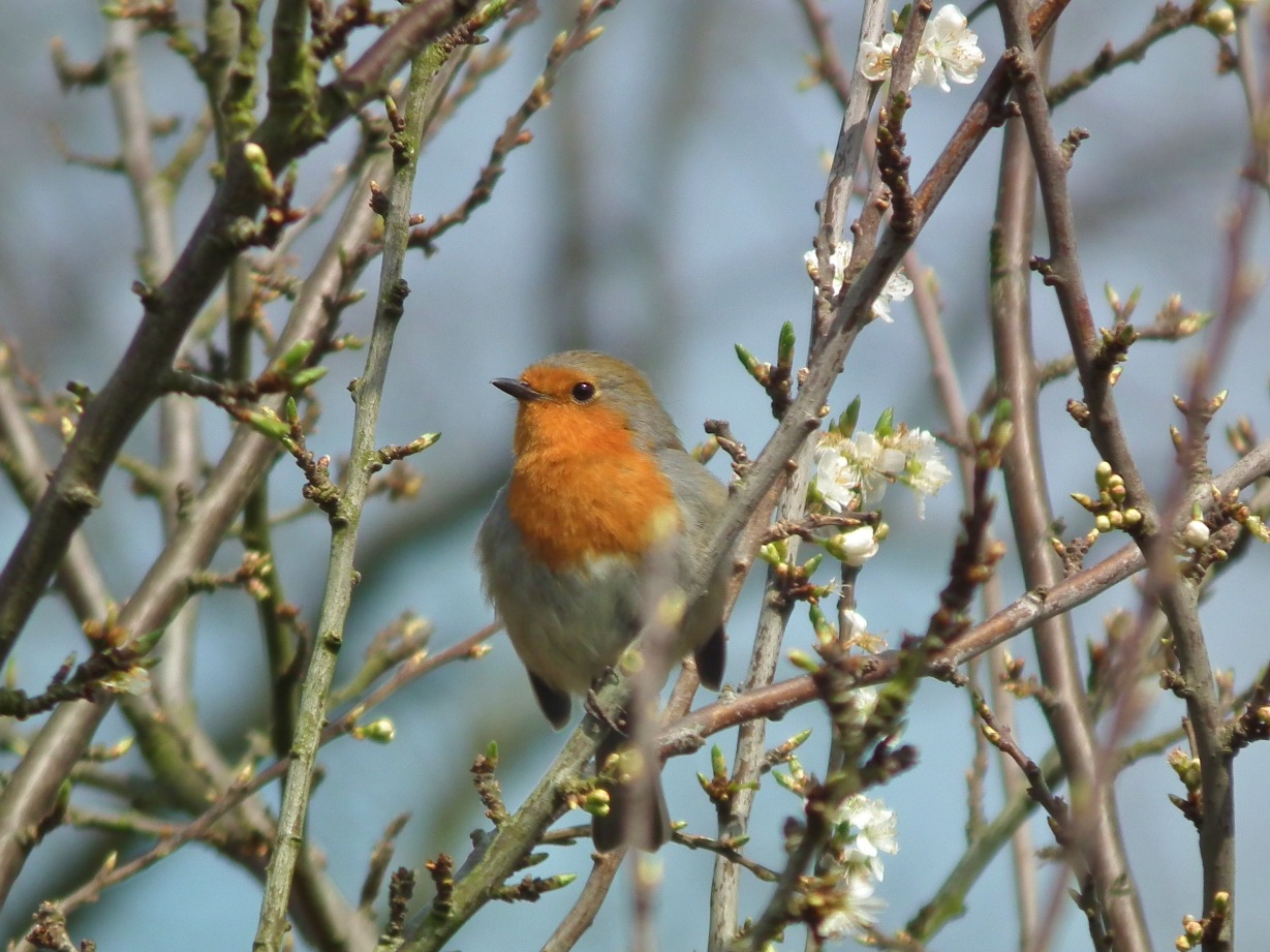 Robin Red Breast - Birds, Bird | Birds | Robin | Red | Vocal | Songbird | Eyes | Tree | Flowers | White | Nature | Green | Leaf | Garden