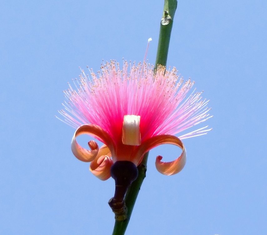 Shaving Brush Flower - Flowers, Tree | Pink | Miami | Flower | Shave