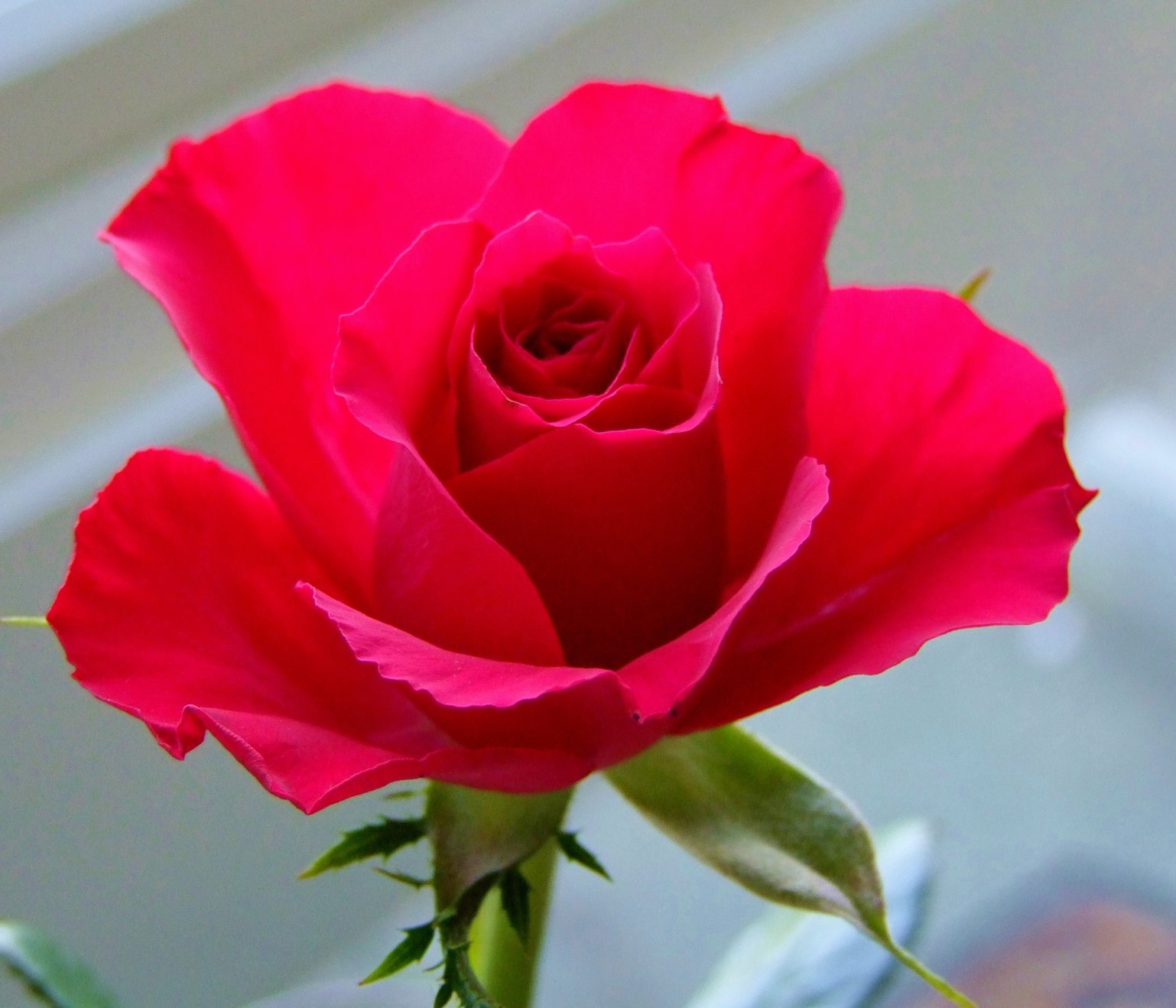 Red Rose - Flowers, Flower | Red | Rose | Love | Valentine