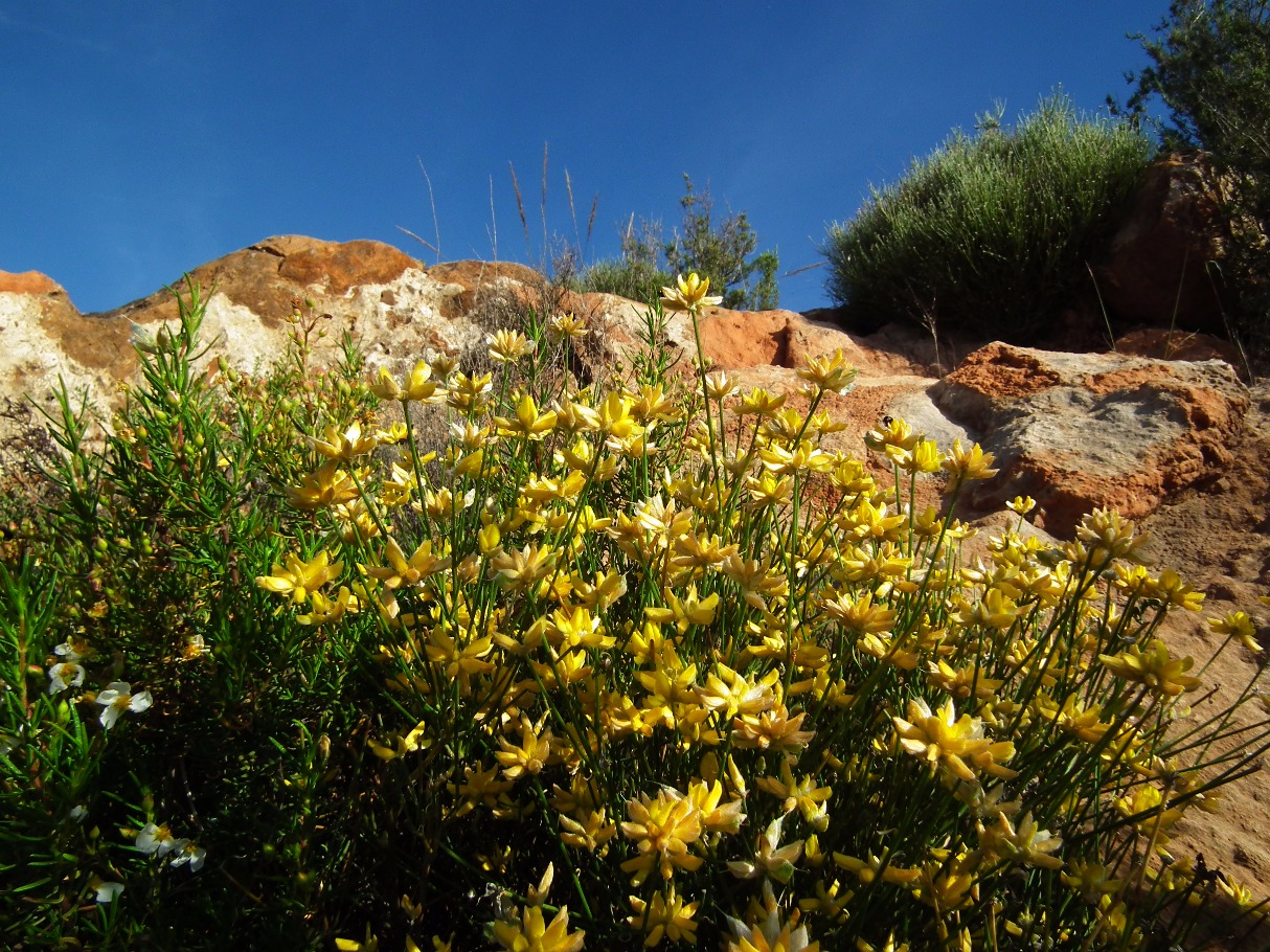 Mediterranean Flowers - Flowers, Flower | Yellow | Rock | Mediterranean | Sky | Blue | Green