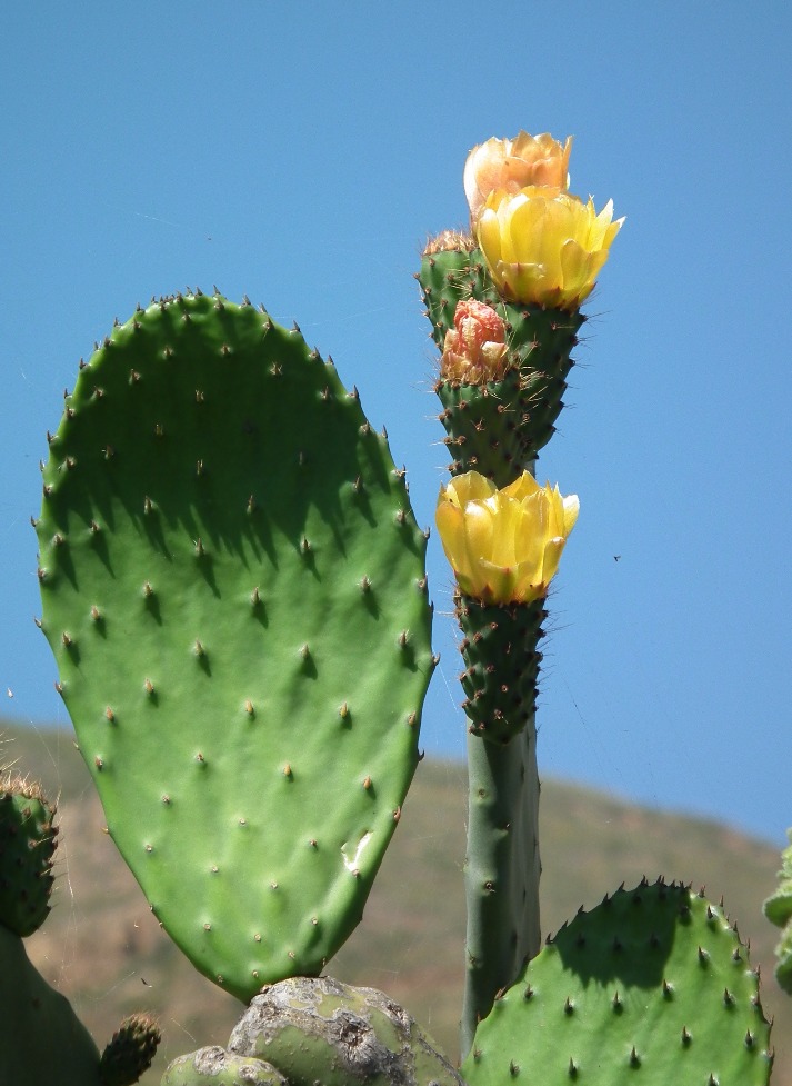 Prickly Pear Flower - Flowers, Flower | Yellow | Green | Fruit | Cactus | Prickly