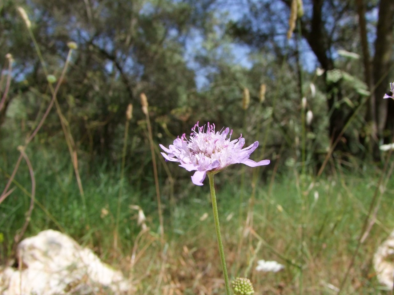 Flower In The Meadow - Flowers, Meadow | Flower | Grass | Greece | Lilac | Tree | Green