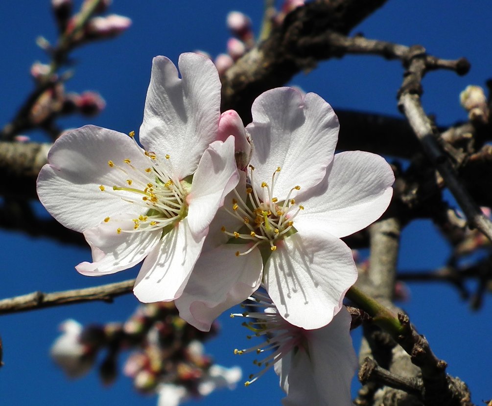 Beautiful Almond Flowers - Flowers, Almond | Flower | Pink | Blue | Sky | Tree