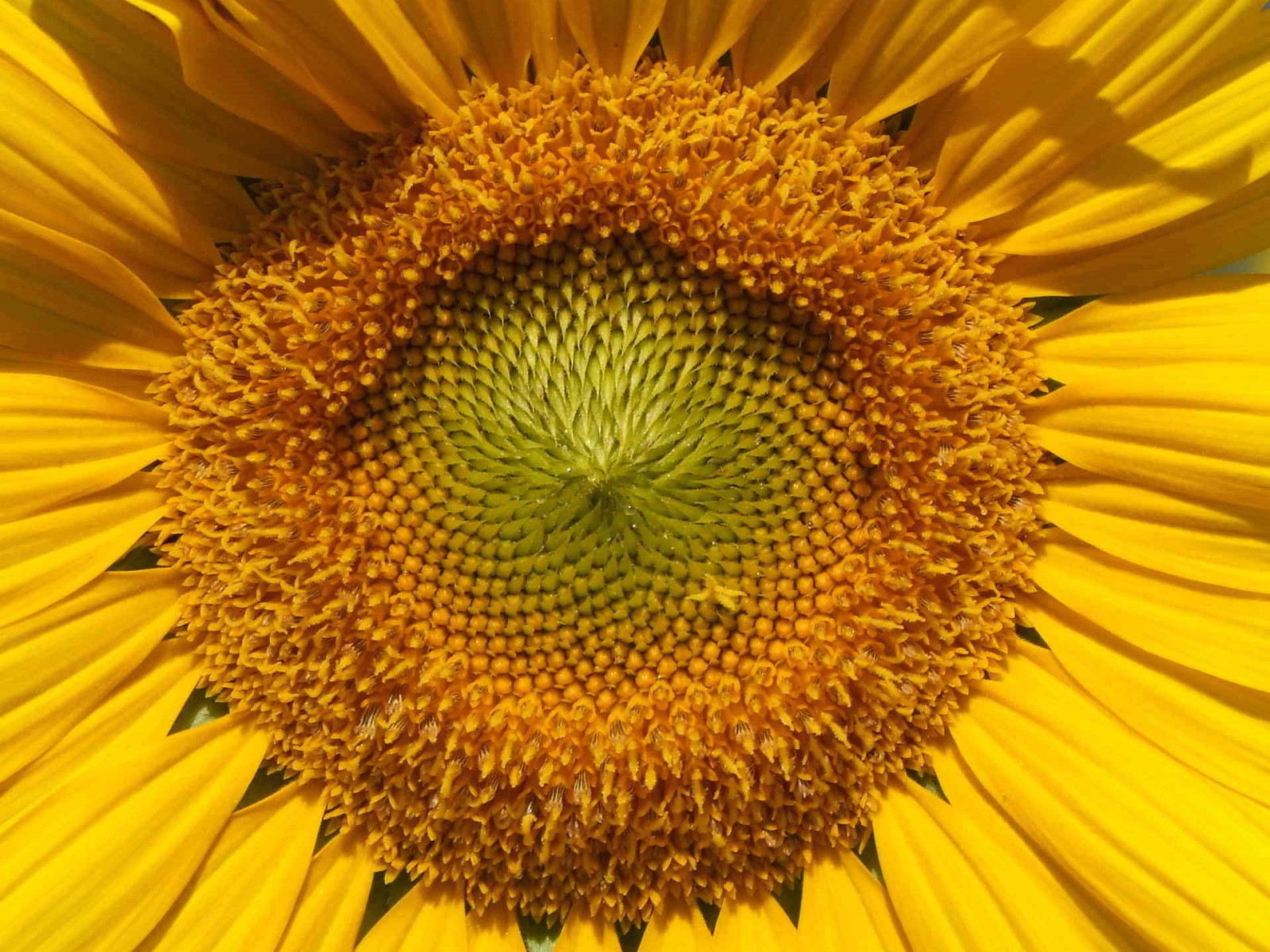 Sunflower Heart, Sun | Seed | Yellow | Flower | Healthy