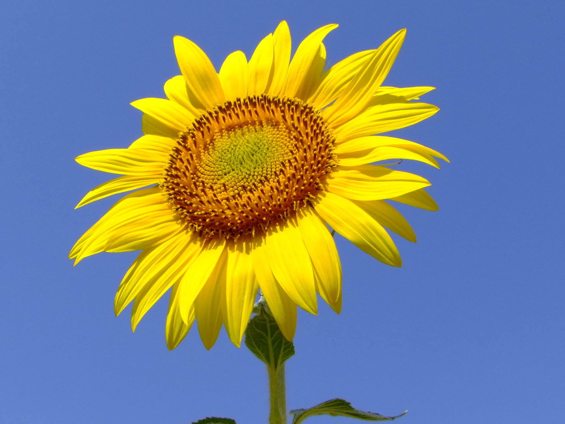 Sunflower - Flowers, Flower