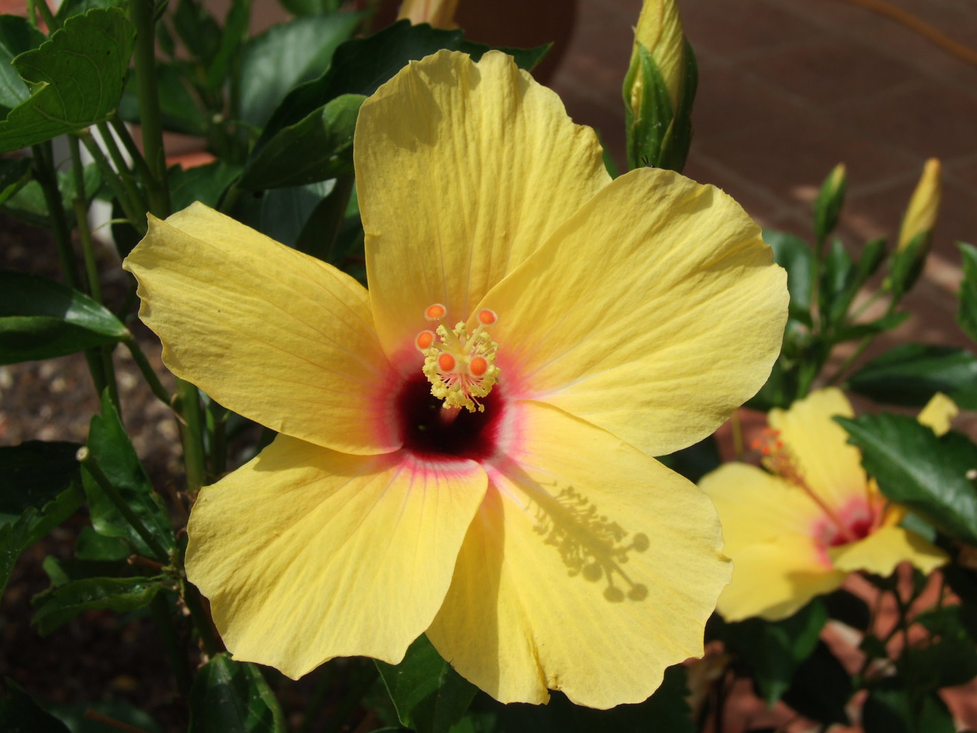 Yellow Hibiscus - Flowers, Yellow | Flower | Plant | Hawai | Spring | Colour | Hibiscus