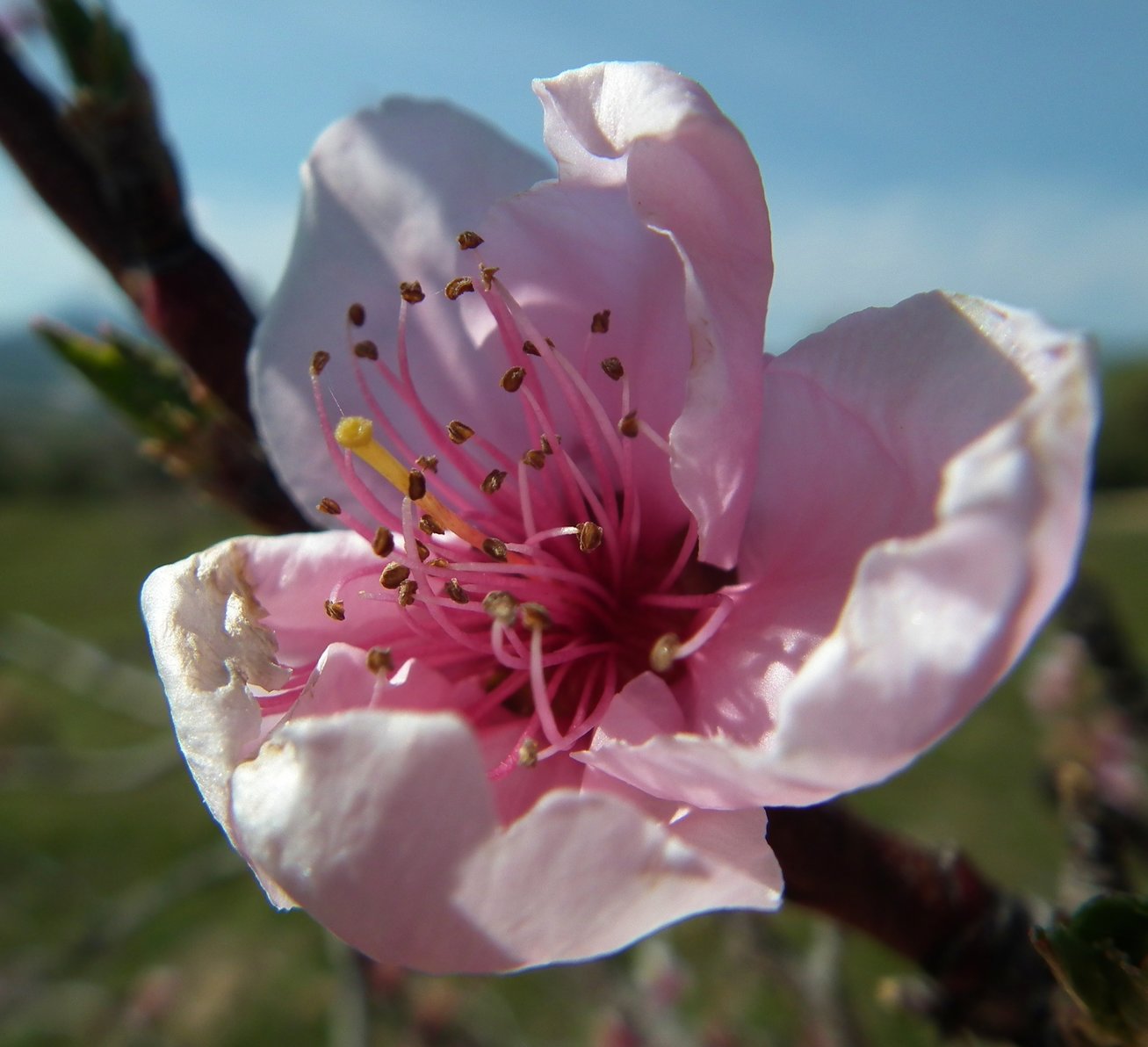 Cherry Blossom - Flowers, Cherry | Tree | Pink | White | Fruit | Red