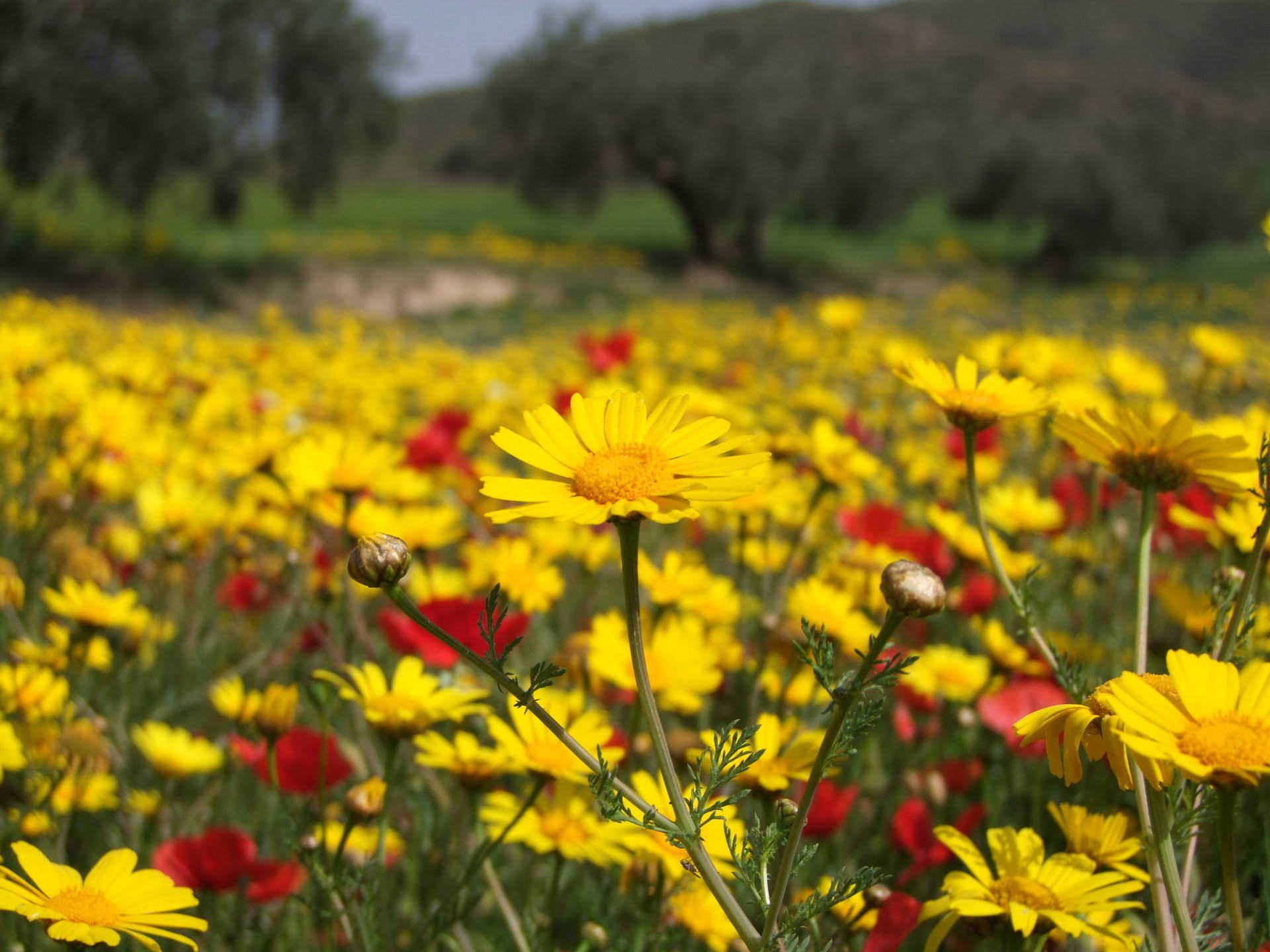 Yellow Daisies - Flowers, Flower | Yellow | Meadow | Mediterranean | Red | Daisy | Poppy
