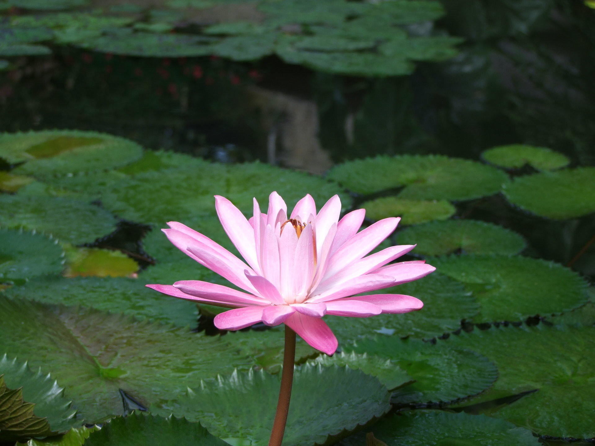 Water Lilly - Flowers, Flower | Water | Lily | Pink | Green | Garden | Pond